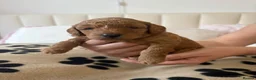 Toy Poodle dogs for sale: 🐾✨Exceptional Toy Poodle Puppies ✨🐾 - Advert 15