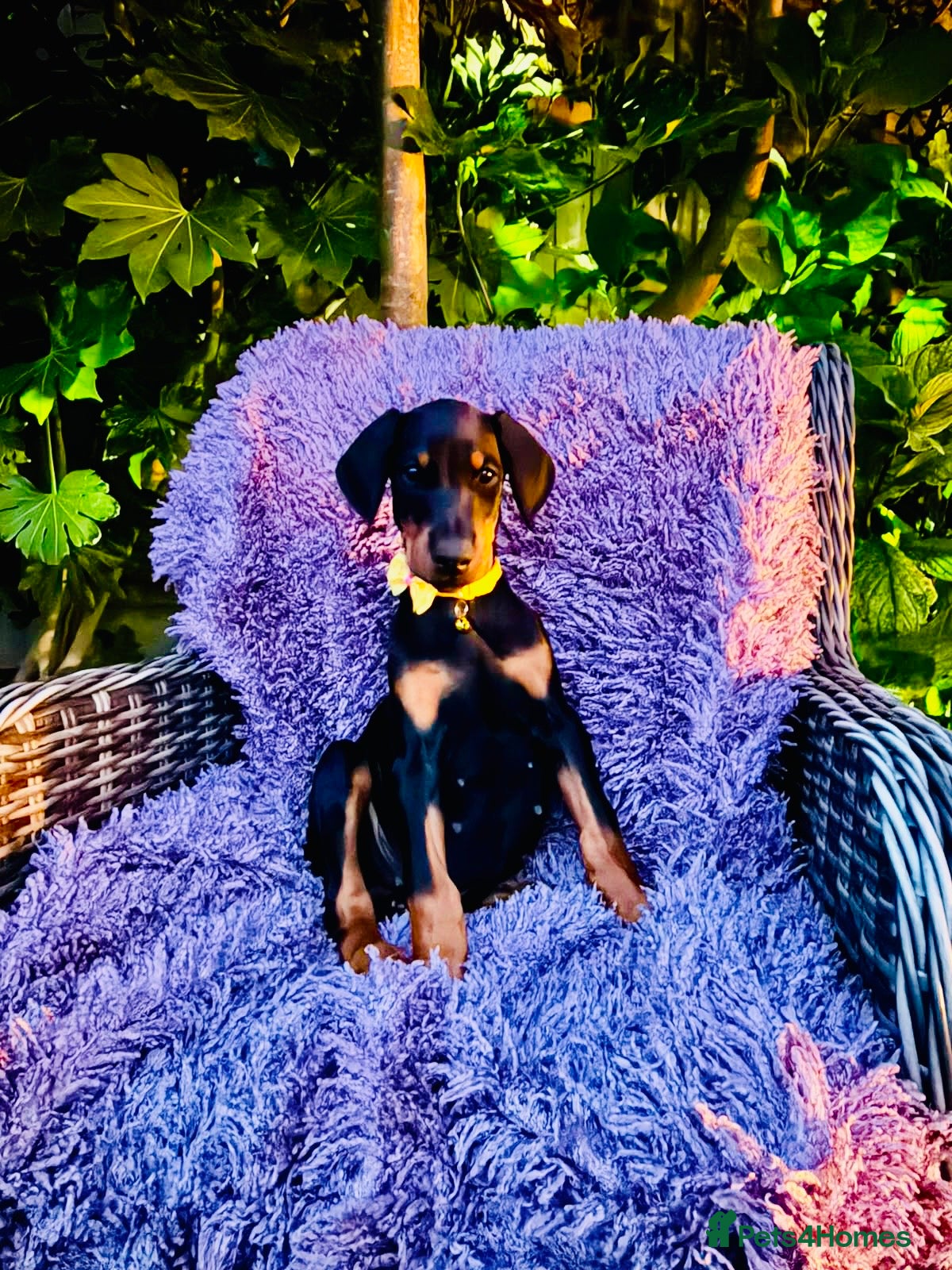 Dobermann dogs KC registered exclusive Dobermann puppies  - Advert 2