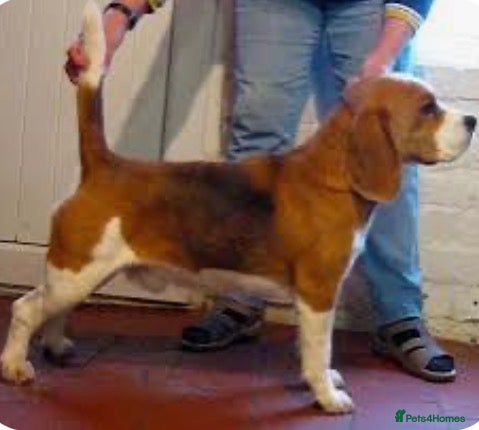 Beagle dogs Kc reg Charterwood /Davicard  Show winning    - Advert 4