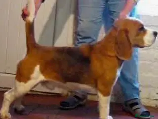 Beagle dogs Kc reg Charterwood /Davicard Show winning - Advert 4