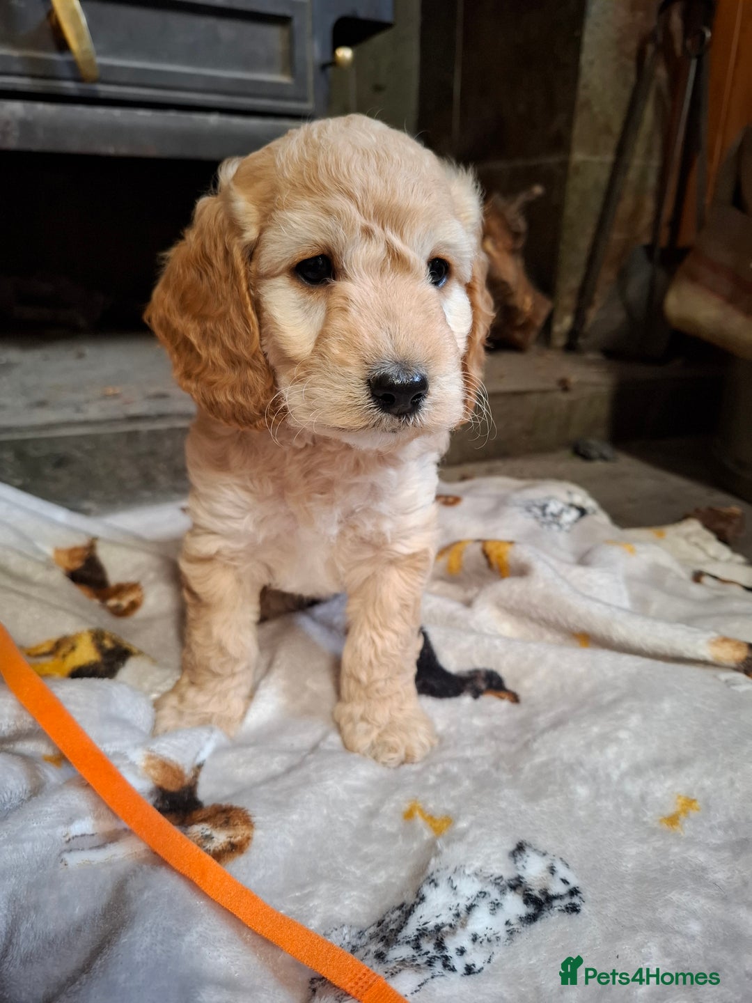 Cockapoo dogs for sale: Beautiful Cockapoo Puppies For Sale  - Image 8