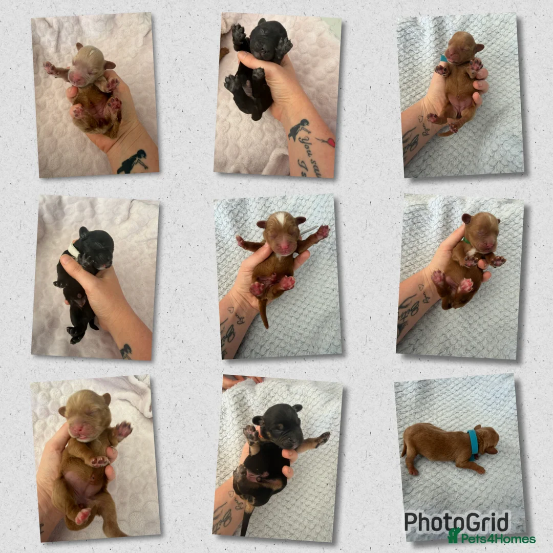 Mixed Breed dogs for sale: Frenchie cross cockapoo.  - Advert 14