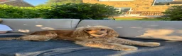 Cocker Spaniel dogs for sale: Female Show Cocker Spaniel in Leeds - Advert 2