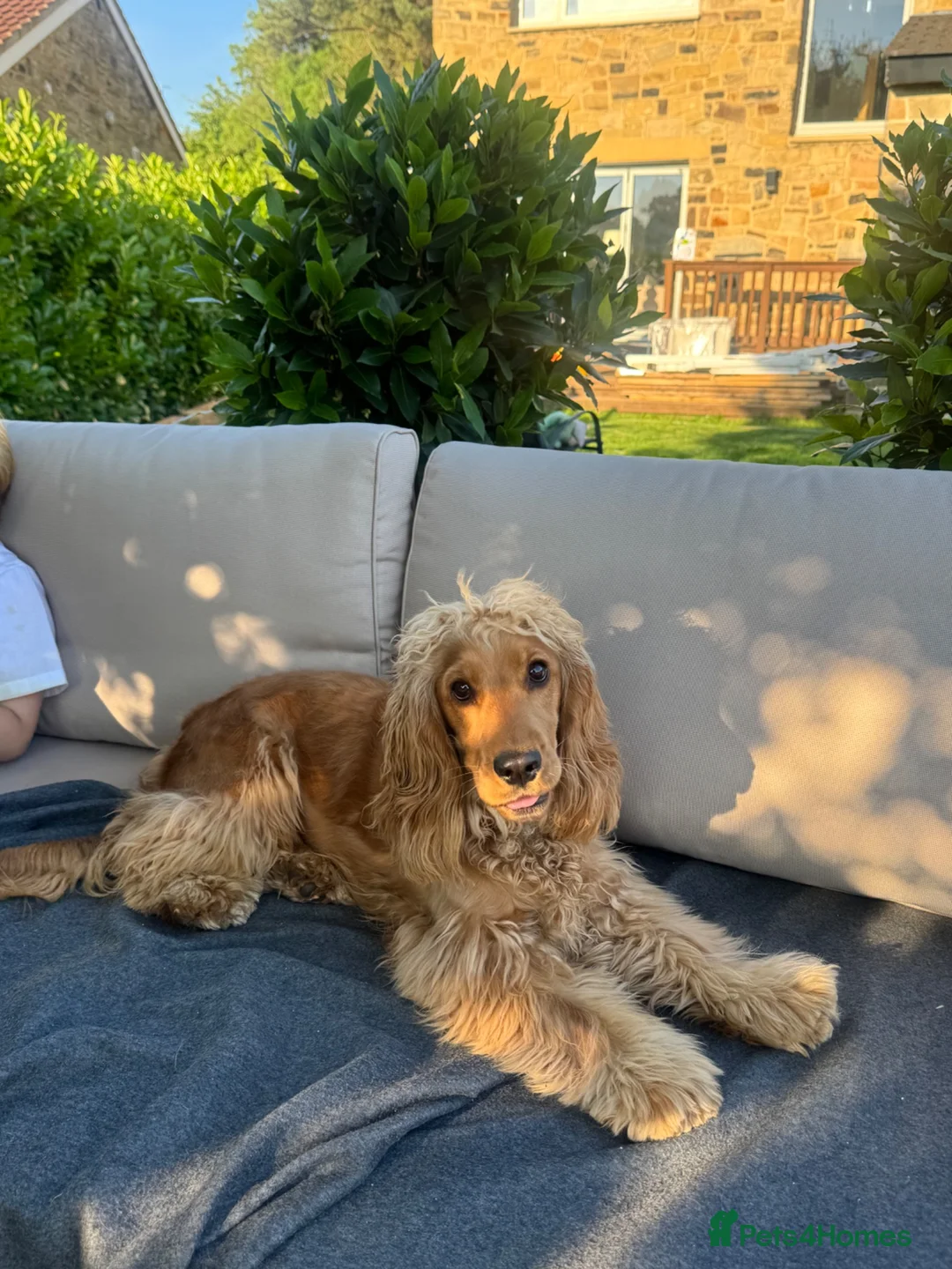 Cocker Spaniel dogs for sale: Female Show Cocker Spaniel in Leeds - Advert 2