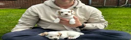 Cocker Spaniel dogs for sale: Stunning litter of cocker spaniels  in Whitby - Advert 8