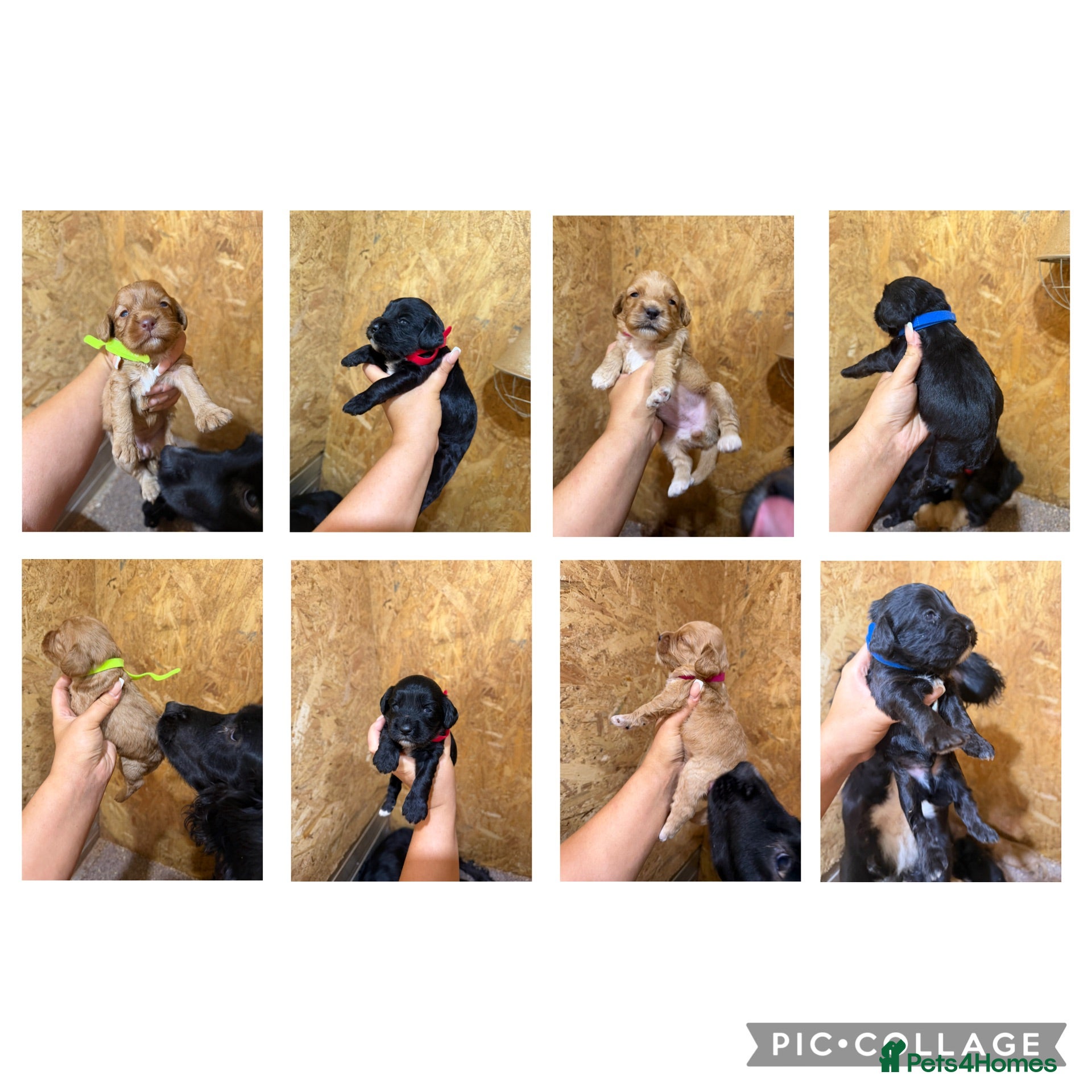 Cockapoo dogs F1 Cockapoo Puppies  - Advert 1