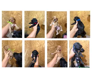 Cockapoo dogs F1 Cockapoo Puppies ready 1st aug - Advert 1