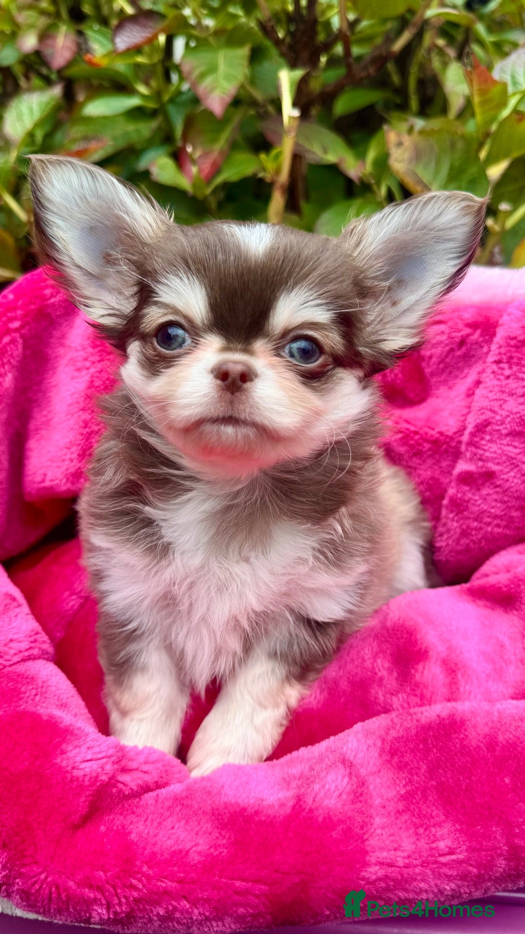 Chihuahua dogs 🤎🐾🖤Exotic LC RKC Husky Marking Boys🖤🐾🤎 - Advert 1