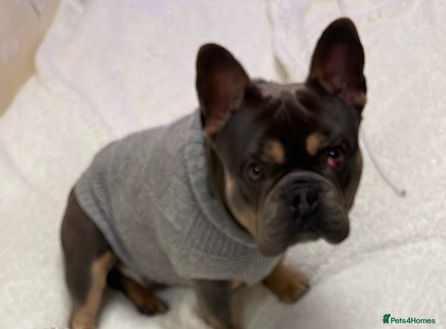 French Bulldog dogs 2 year old French bulldog - Advert 5
