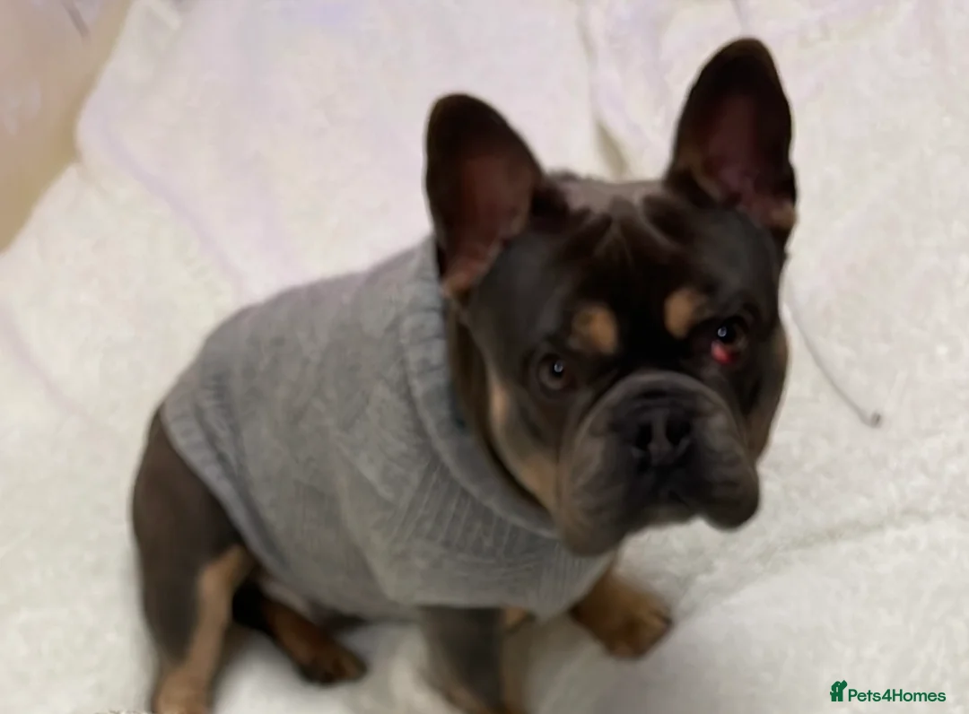 French Bulldog dogs for sale: 2 year old French bulldog - Advert 1