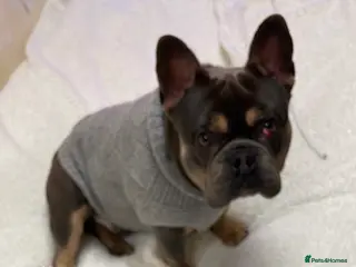 French Bulldog dogs 2 year old French bulldog - Advert 1