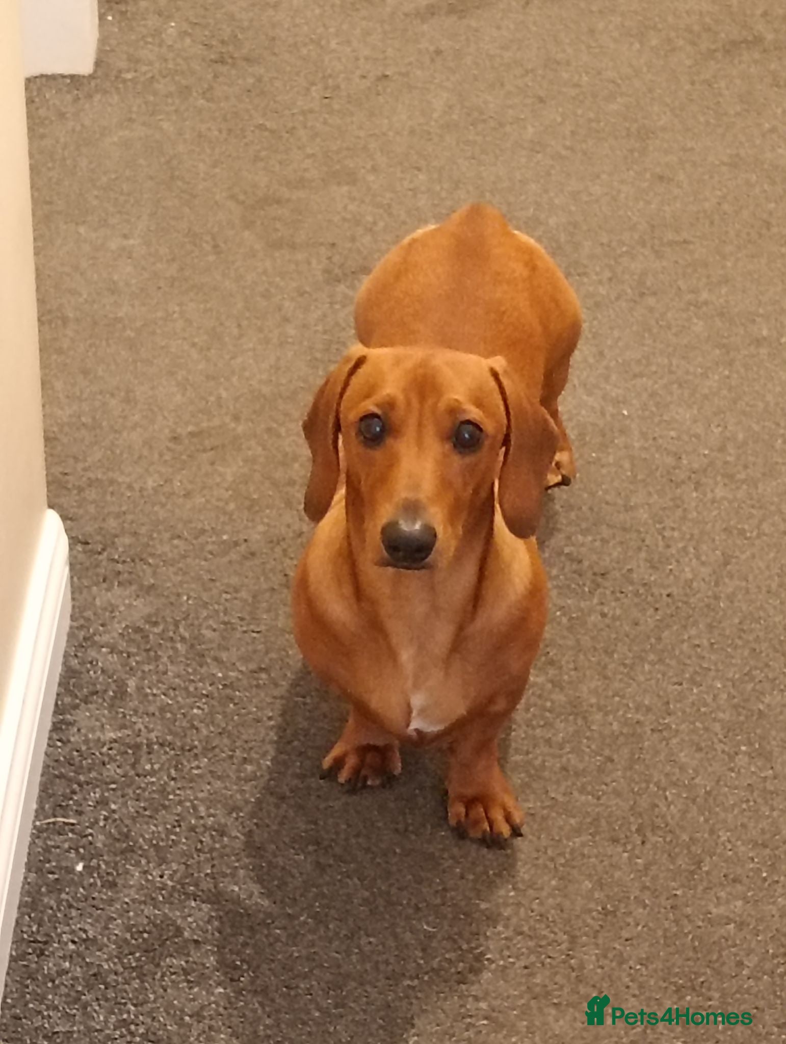Miniature Dachshund dogs * tan miniature daschaund *  - Advert 3