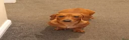 Miniature Dachshund dogs for sale: * tan miniature daschaund *  - Advert 1