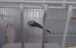 Budgerigars birds for sale: Male budgie  - Image 1