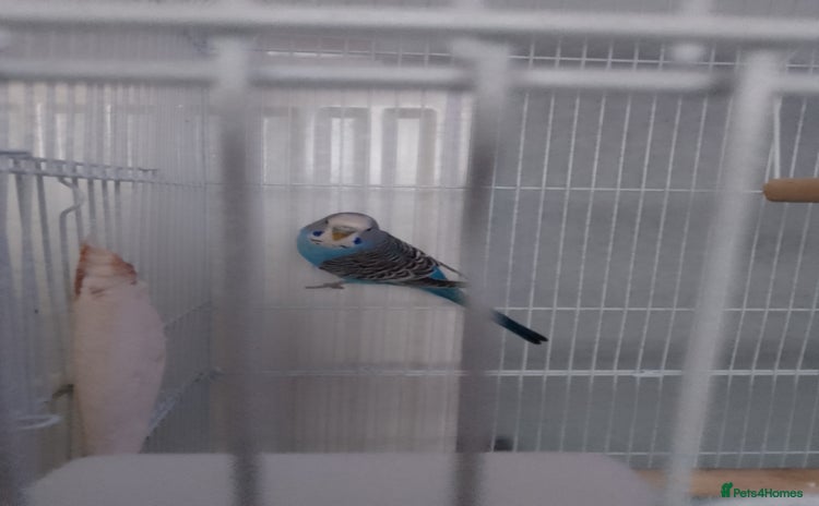Budgerigars birds - Advert 14