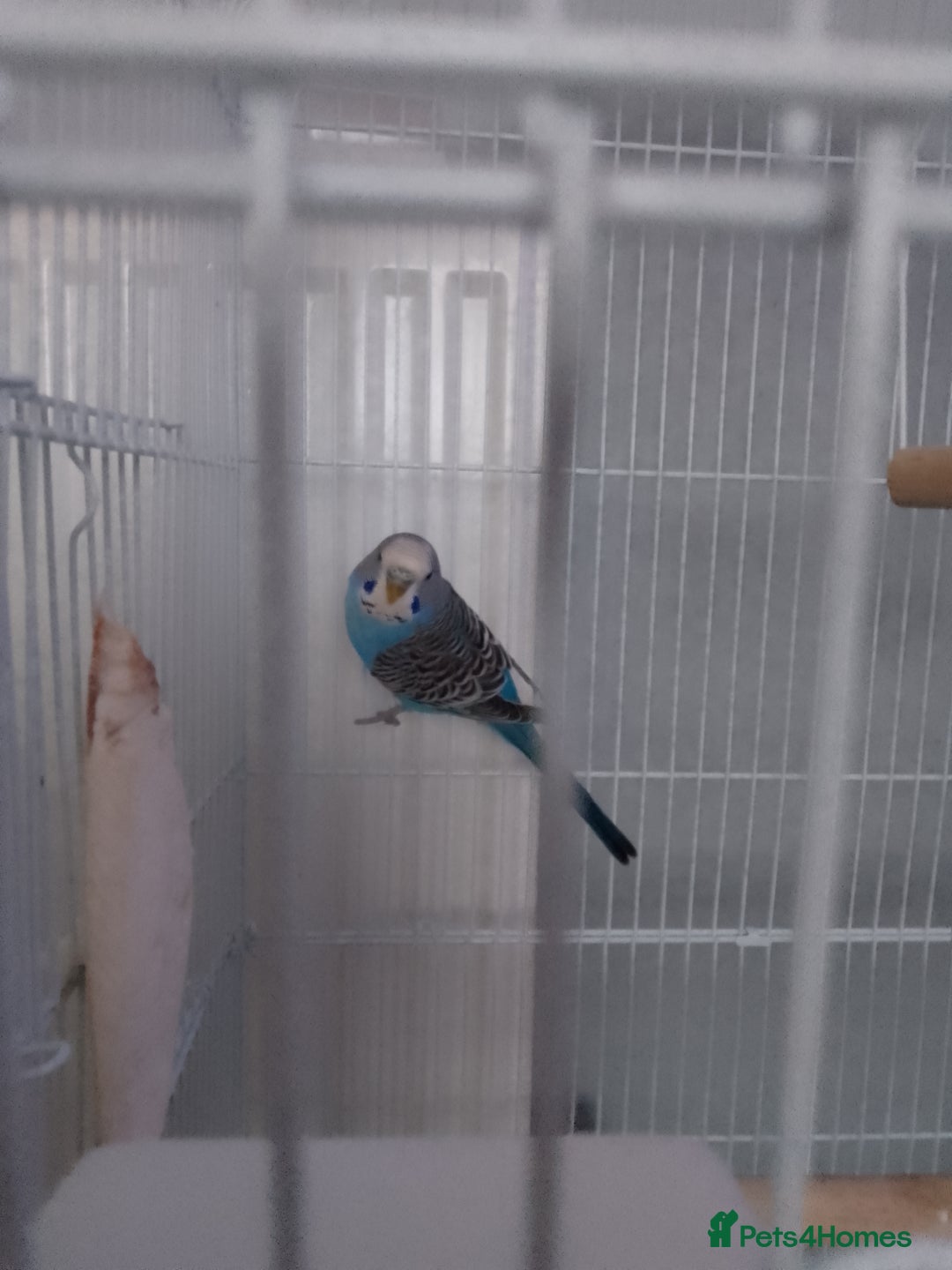 Budgerigars birds for sale: Male budgie  - Image 1