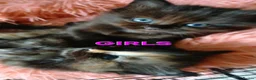 Mixed Breed cats for sale: Ragdoll cross kittens  in Carluke - Advert 7