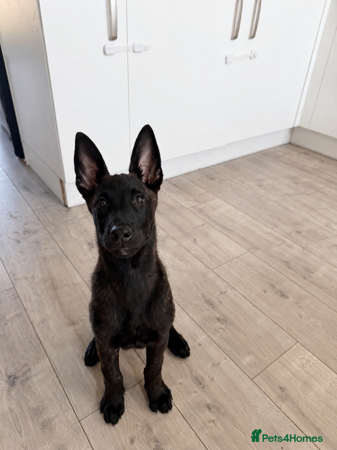 Belgian Shepherd Dog dogs Dutch Shepherd  - Advert 5