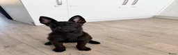 Belgian Shepherd Dog dogs for sale: Dutch Shepherd  - Advert 1