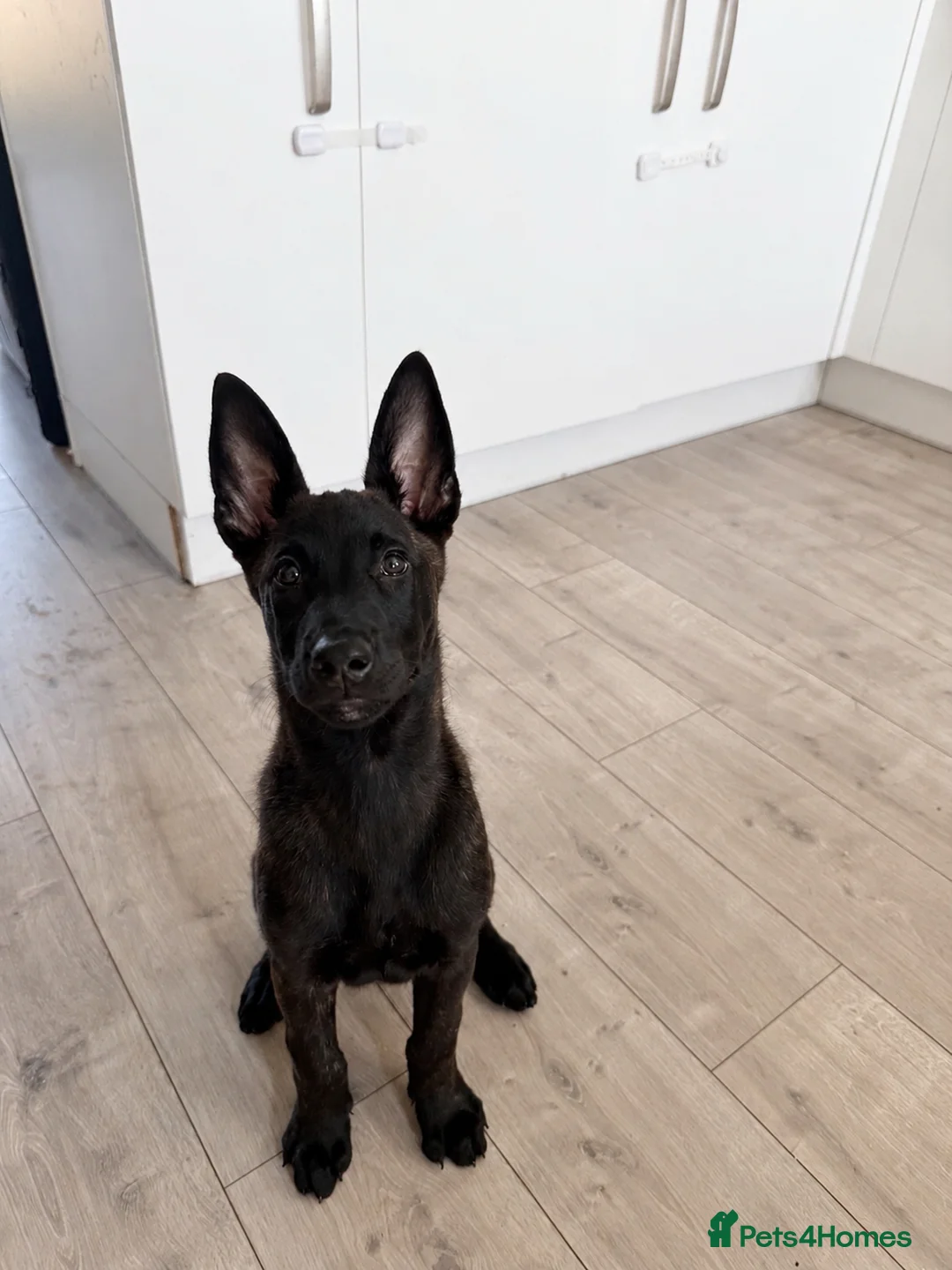Belgian Shepherd Dog dogs for sale: Dutch Shepherd  - Advert 1