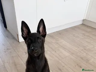 Belgian Shepherd Dog dogs Dutch Shepherd - Advert 1