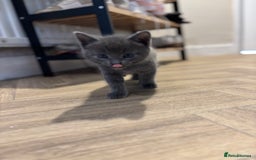 Mixed Breed cats for sale: Female kitten - Image 4