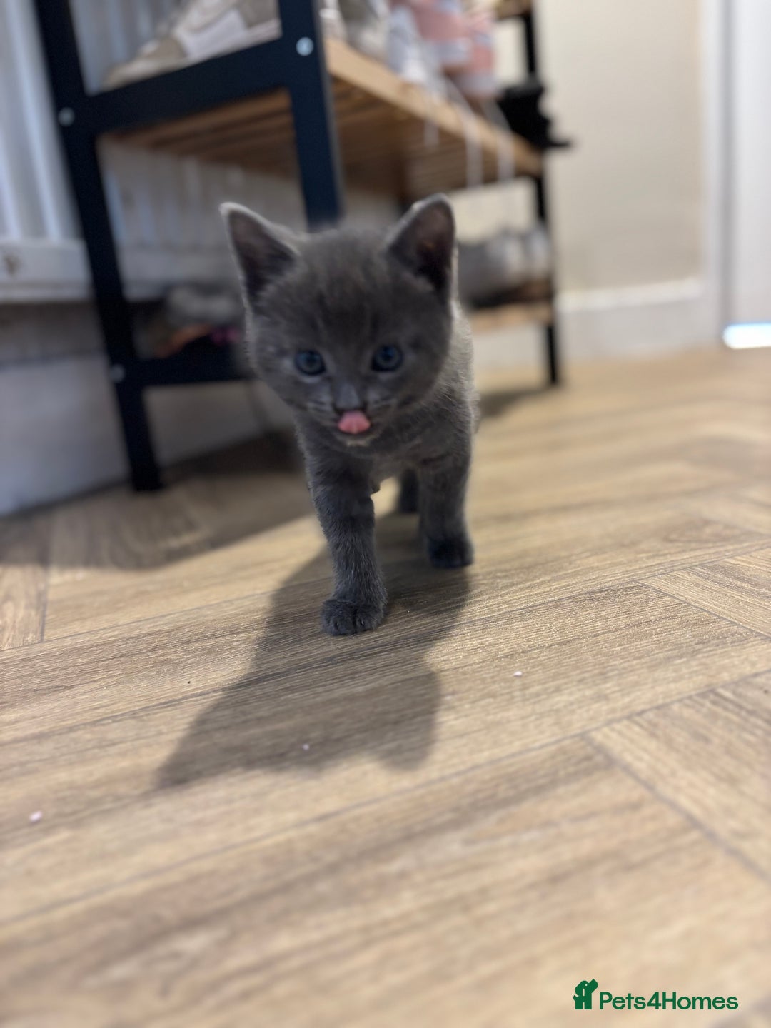 Mixed Breed cats for sale: Female kitten - Image 4