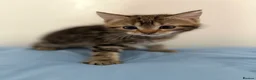 European cats for sale: Tabby kitten for sale  - Advert 4