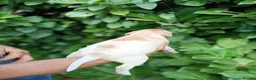 Mixed Breed dogs for sale: Pointer x Brittany  - Advert 4