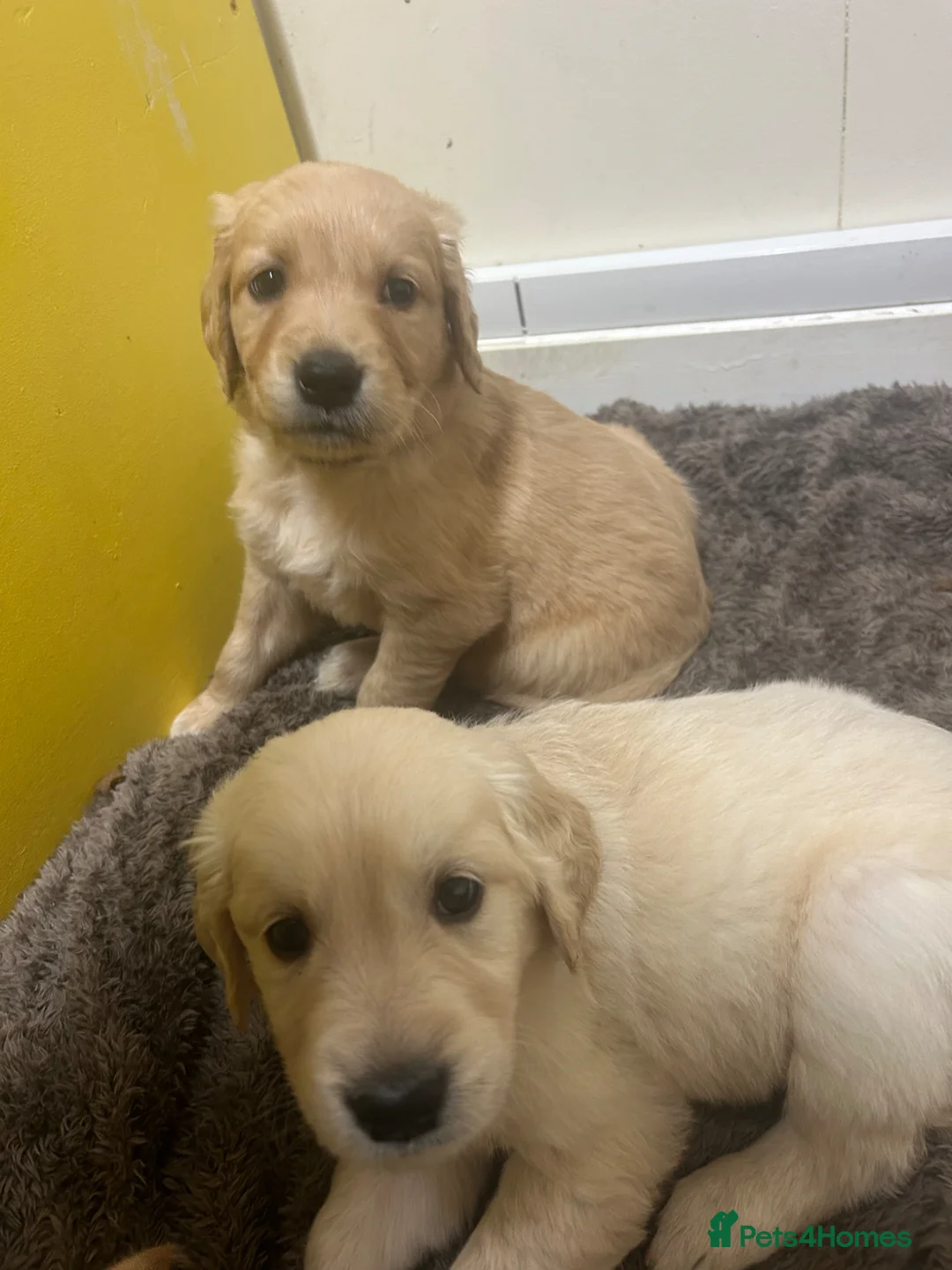 Golden Retriever dogs for sale: Ready now🐾 - Advert 2