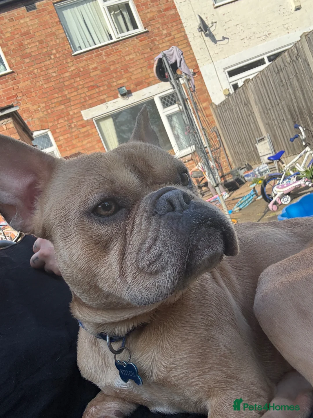 French Bulldog dogs for sale: Male Fenchie X Staffy - Advert 2