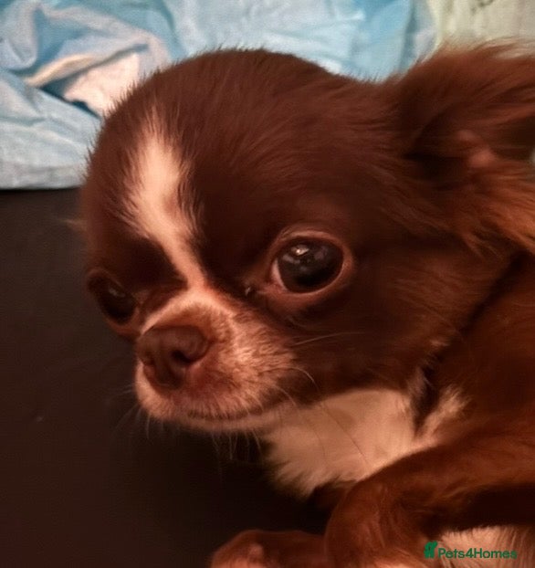 Chihuahua dogs Stunning female KC Russian Chihuahua - Advert 5