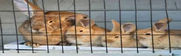 Continental Giant rabbits for sale: German Giants  - Advert 6