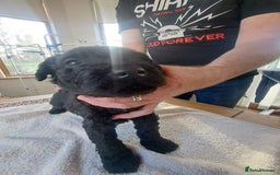 Kerry Blue Terrier dogs for sale: SUPERB LITTER OF KERRY BLUE TERRIERS - Advert 9