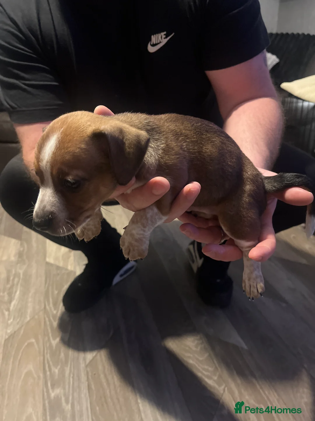 Jack Russell dogs for sale: Jack Russell  - Advert 5