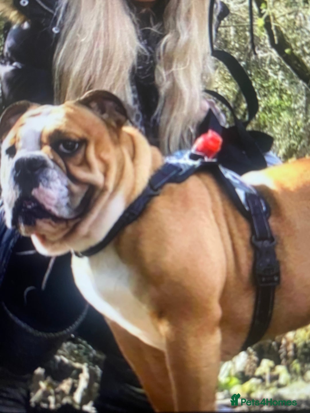 English Bulldog dogs for sale: Pedigree English bulldogs top-lines (7 weeks old)  - Image 18