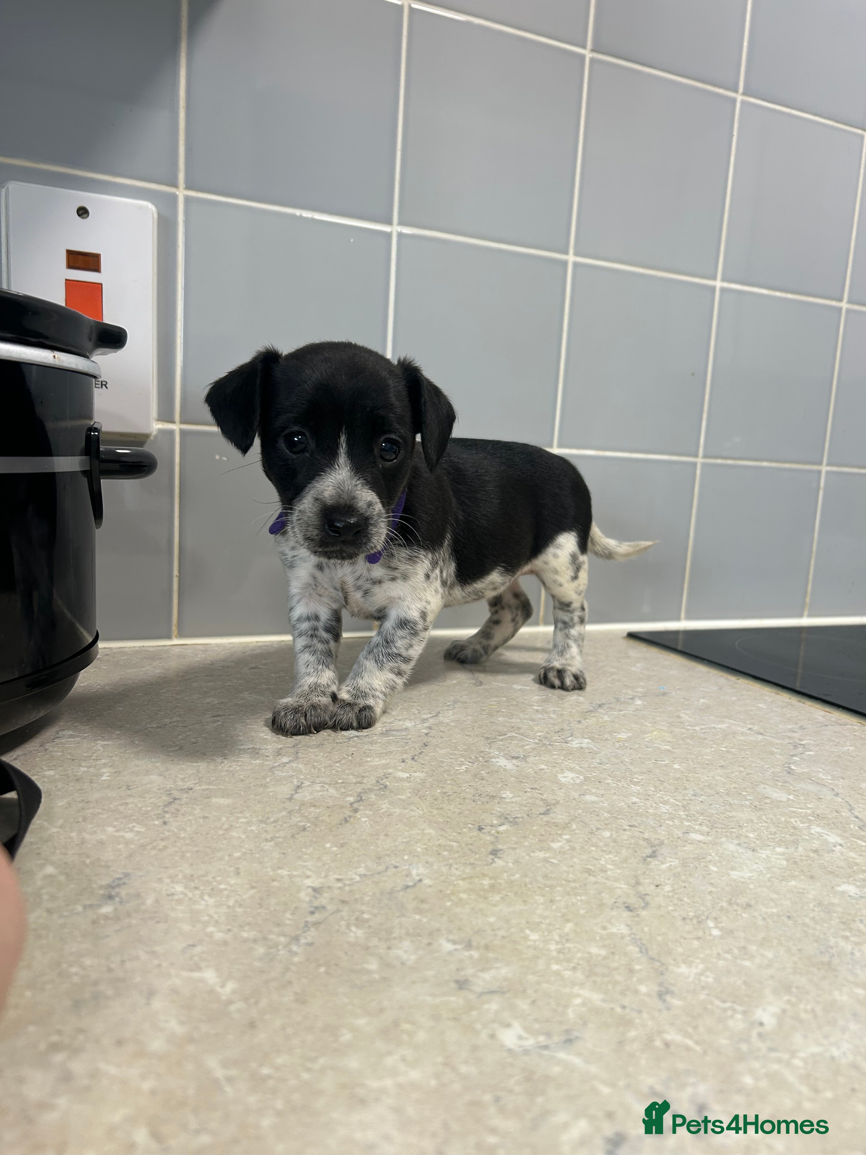 Mixed Breed dogs Beautiful Cockerjack puppies for sale  - Advert 2