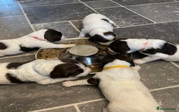 English Springer Spaniel dogs for sale: Kc reg working springer spaniel  - Image 12