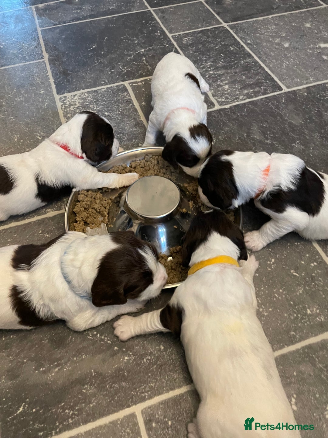 English Springer Spaniel dogs for sale: Kc reg working springer spaniel  - Image 12