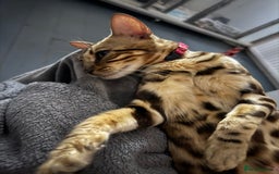 Bengal cats for sale: Glitter Bengal brown rosette - Image 4