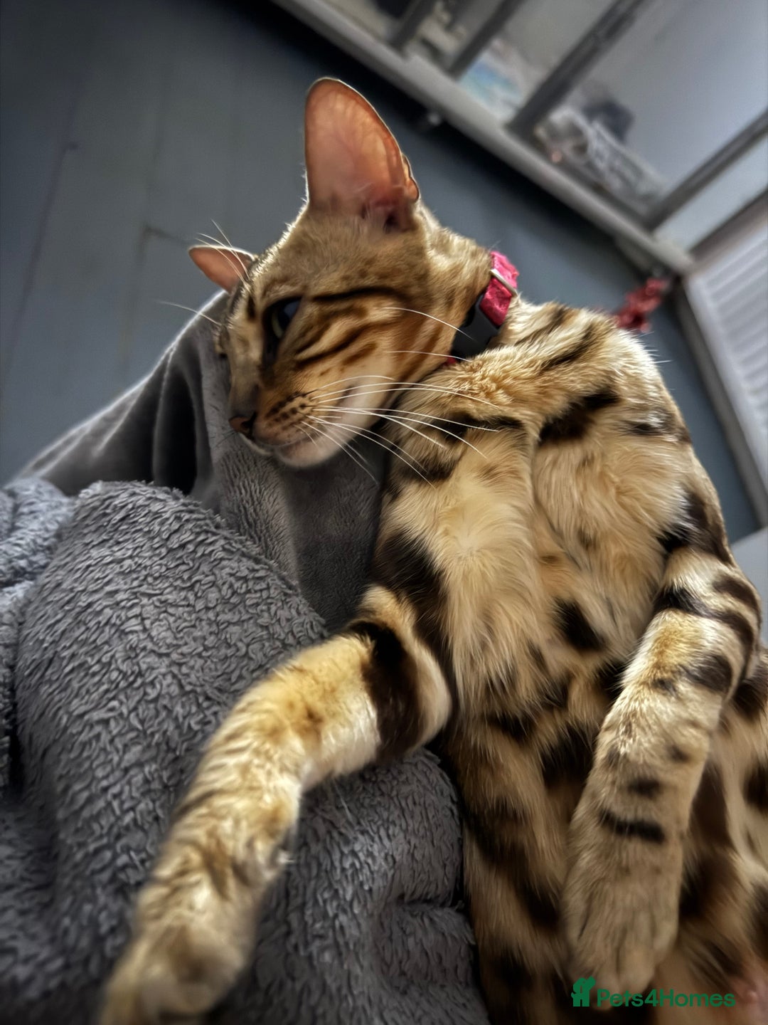 Bengal cats for sale: Glitter Bengal brown rosette - Image 4