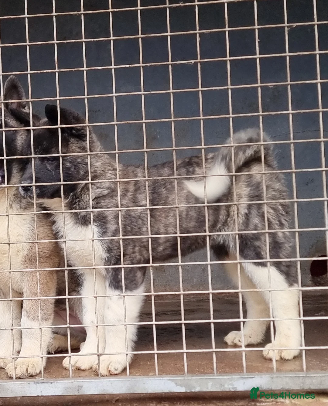 Akita dogs for sale: Kc Registered American Akita Puppies Ready - Advert 12