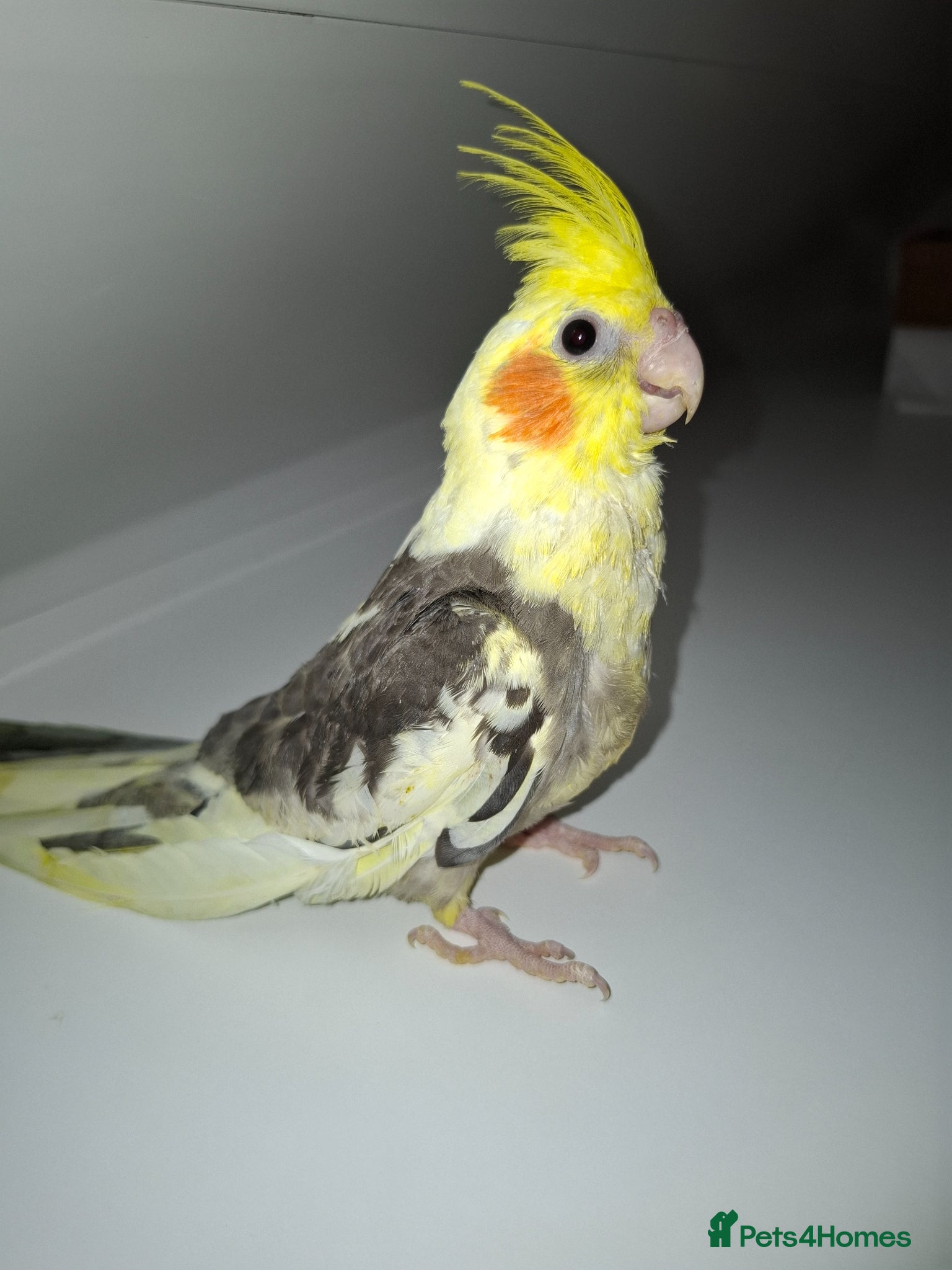 Cockatiels birds Hand Reared Cockatiel - Advert 1