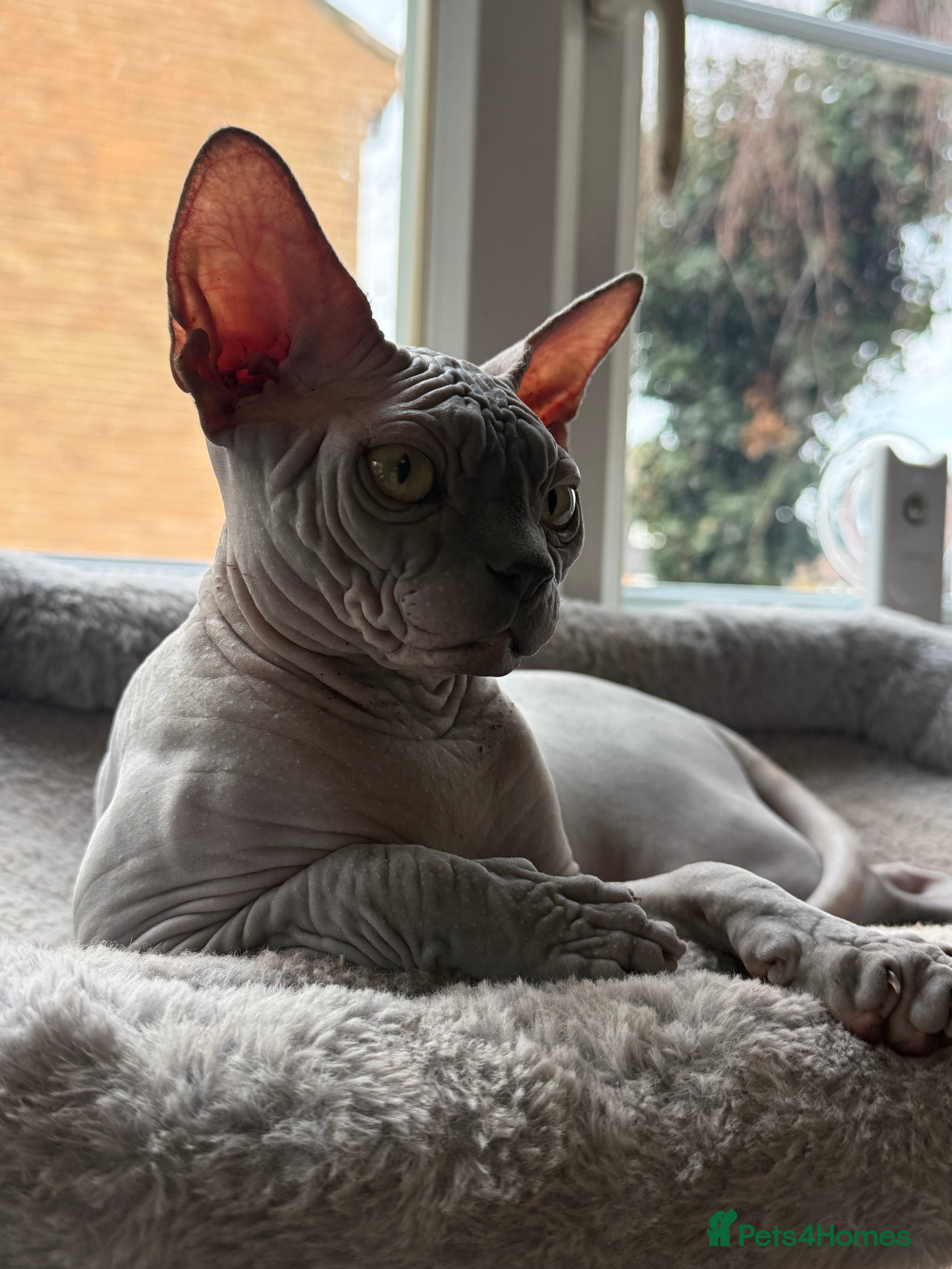 Sphynx cats Blue Wrinkles Boy - Advert 3