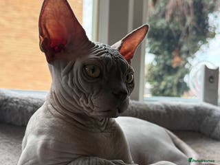 Sphynx cats Blue Wrinkles Boy - Advert 3