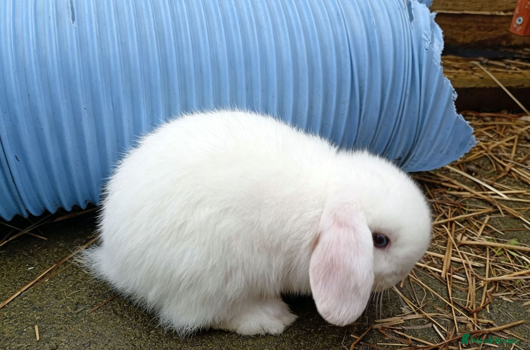 Mini Lion Lop rabbits Mini lops & Mini lion lops - Advert 1