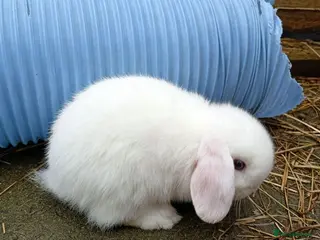 Mini Lion Lop rabbits Mini lops & Mini lion lops - Advert 1