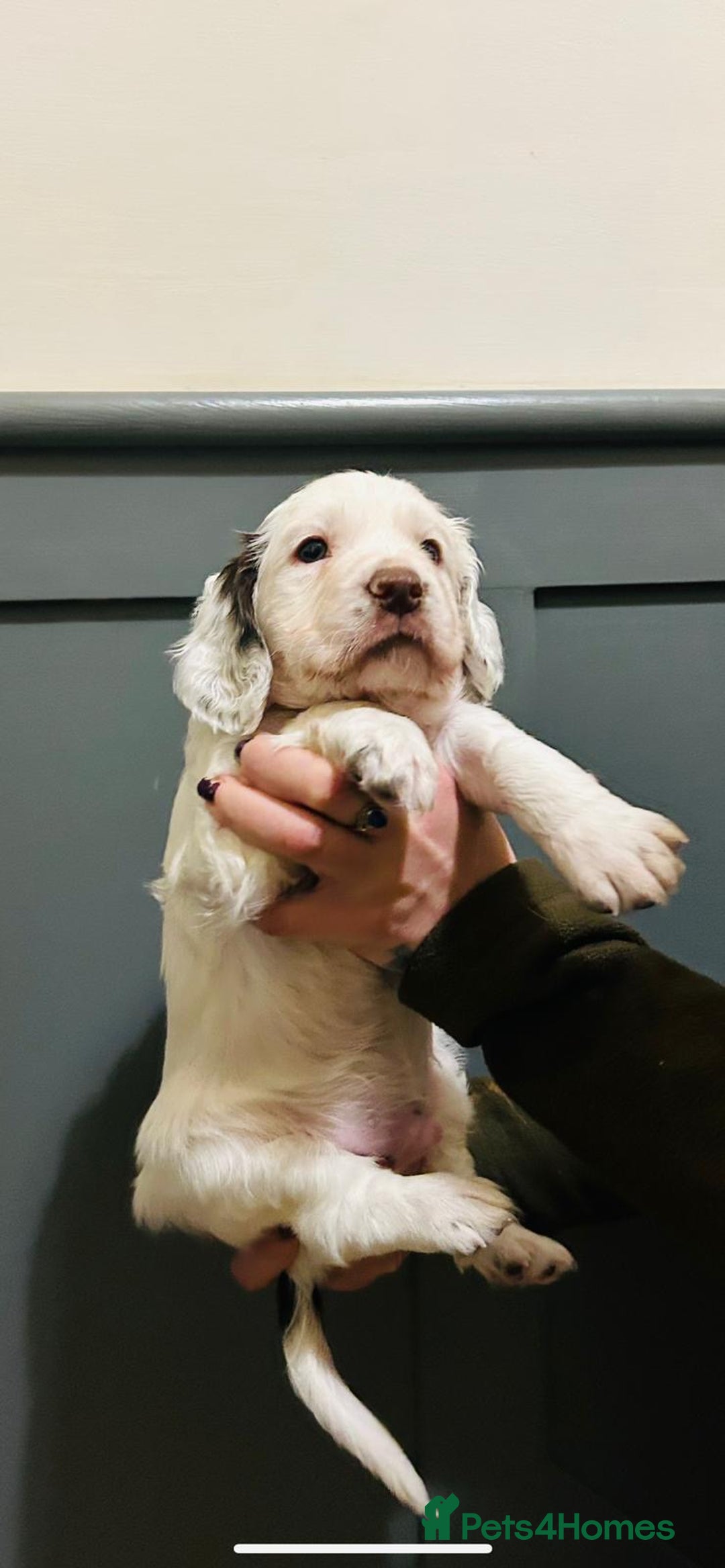 Cocker Spaniel dogs for sale: Working cocker boy exceptional pedigree.  - Advert 9