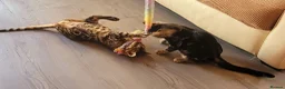 Bengal cats for sale: Bengal beatiful kittens ready for new home 🐱🏠🐾  - Advert 17