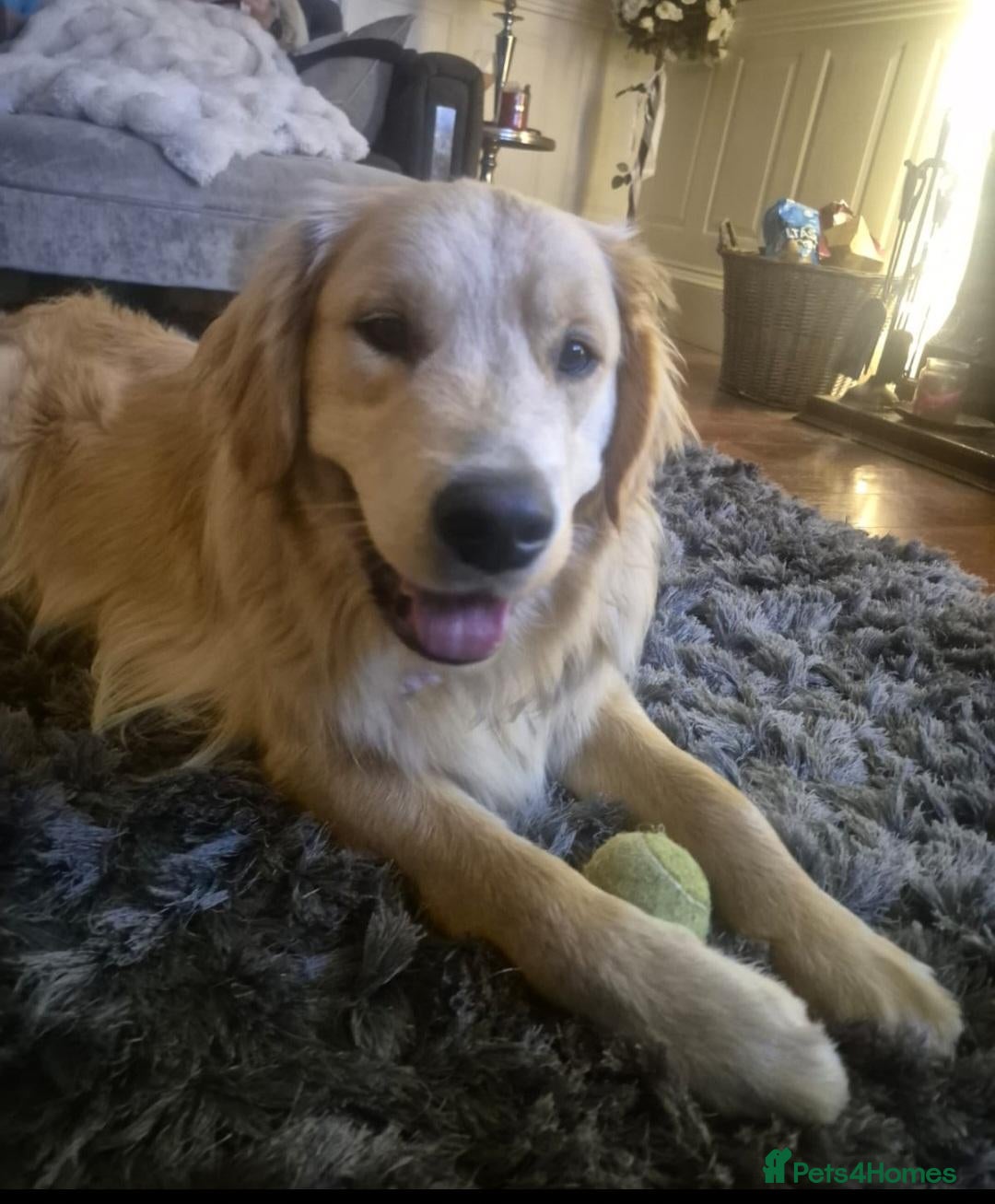 Golden Retriever dogs Golden Retreiver for stud - Glasgow  - Advert 2
